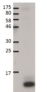 RPL37 | Ribosomal protein L37 (cytoplasmic) in the group Antibodies Plant/Algal / Membrane Transport System / Endomembrane system at Agrisera AB (Antibodies for research) (AS12 2115)